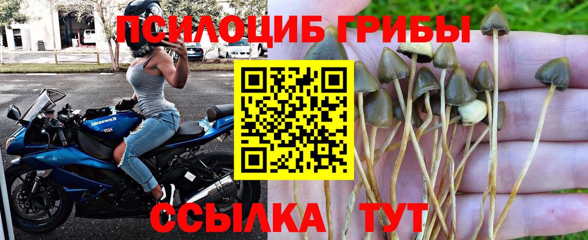 Псилоцибиновые грибы GOLDEN TEACHER  Вход с VPN  продажа наркотиков  Медногорск 
